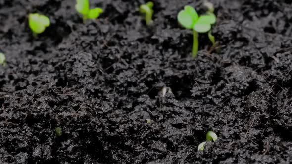 Timelapse  Microgreens Arugula Sprouts Growing Close Up View Macro