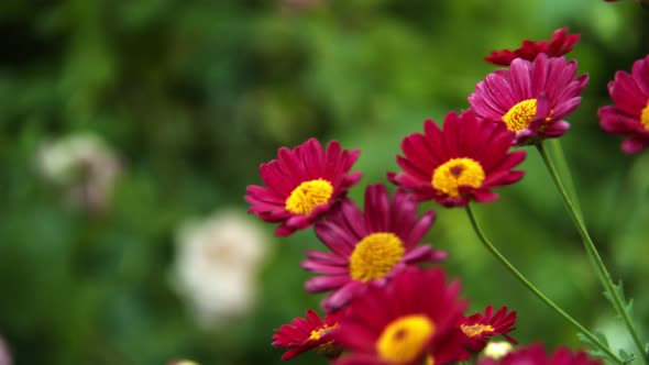 Purple Daisy Flowers In The Wind In Nature 7