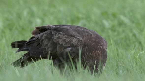 Lesser Spotted Eagle Aquila Pomarina Close Up in Spring is Hunting on the Ground alt