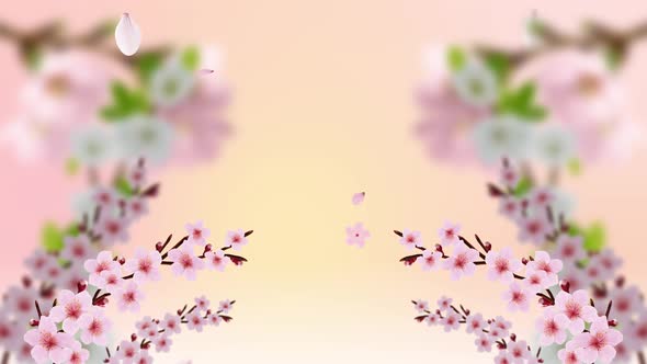 Beautiful Sakura Flowers Abstract Cherry Blossom Background Loop 4k