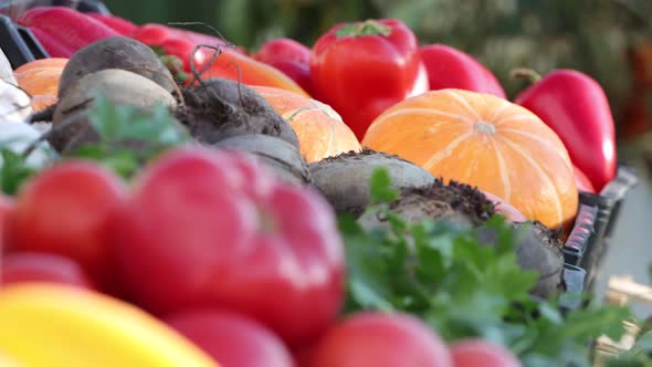 Pumpkins and Tomatoes at the Market. alt
