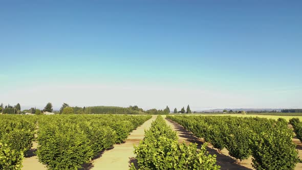 Apple Orchard Early Morning Aerial  alt