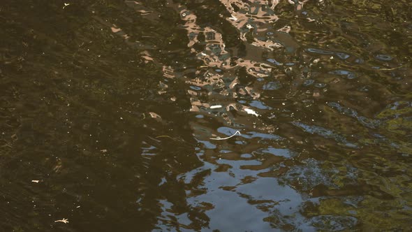 dead fish in the water, polluted river, ecology and health