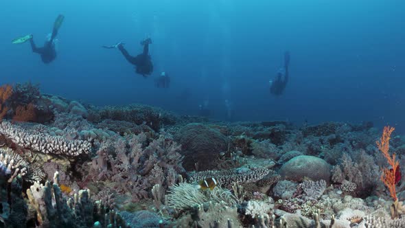 Scuba divers swimming above a healthy coral reef deep below the Pacific ocean. Panoramic underwater alt