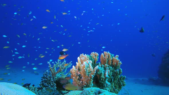 Reef Corals and Fish alt