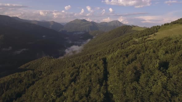 Wood Forest Mountain Valley Summer Sunny Sunset or Sunrise Dawn or Dusk with Cow Herd Aerial Drone