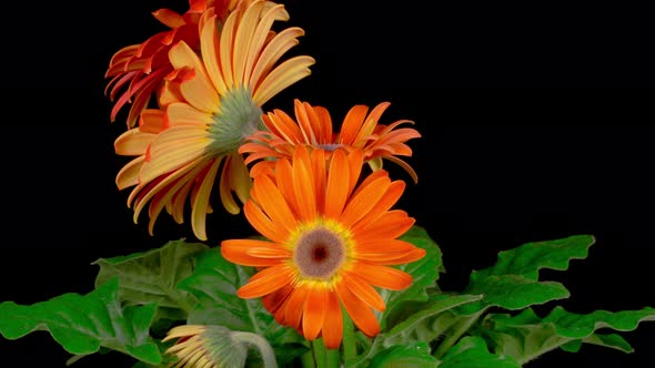 Time Lapse of Growing and Opening Orange Gerbera Flower alt
