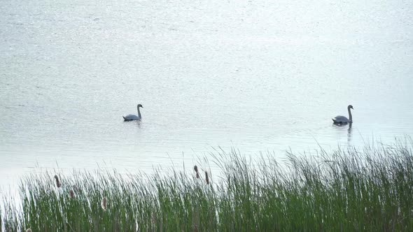 White Swans Floating Over The River alt