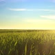 Green Grass Field At Sunset - VideoHive Item for Sale