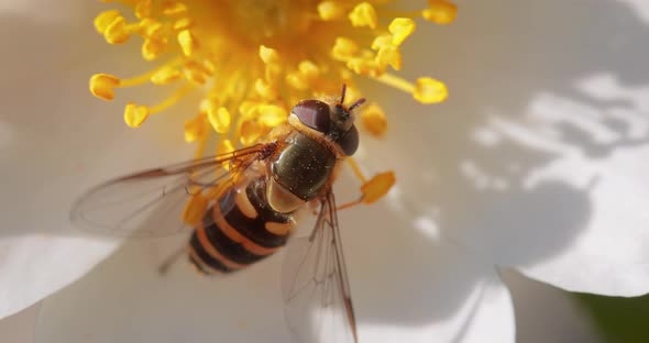 Hoverflies, Flower Flies or Syrphid Flies, Insect Family Syrphidae alt