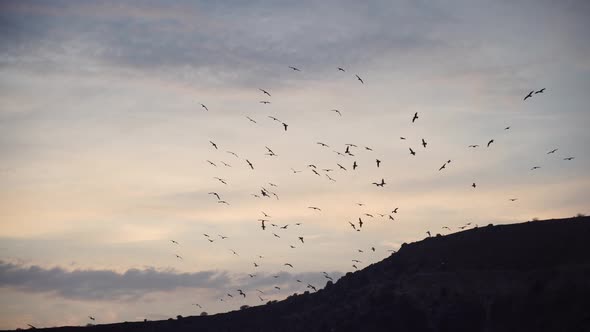 a Flock of the Seagull Birds Flies Under a Dark Sky After Sunset Over the Sea Along the Rocky Coast alt