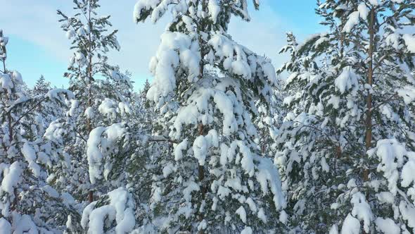 Closeup Aerial Shot of a Snowy Coniferous Forest on a Sunny Day in Finland alt