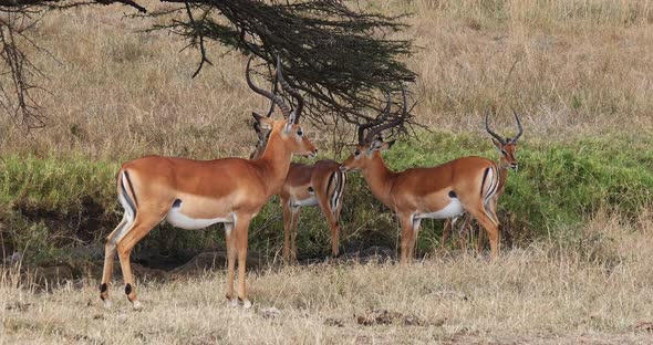 Impala, aepyceros melampus, Group of Males in Savannah, Nairobi Park in Kenya, Real Time 4K alt
