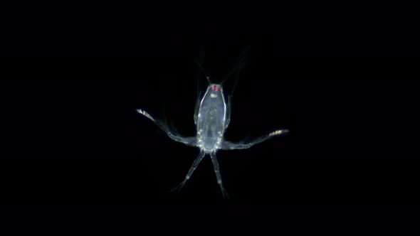 larva Nauplius Crustacea under microscope, Copepoda Subclass alt