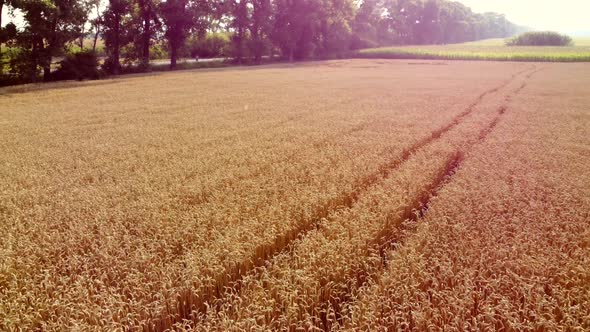 Aerial Drone View Flight Over Field Ears of Wheat with Ripened Grains in Field alt