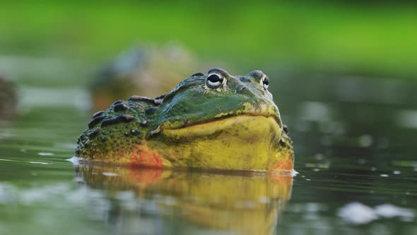Closeup Of Male African Bullfrog In The Water During Rainy Season. alt