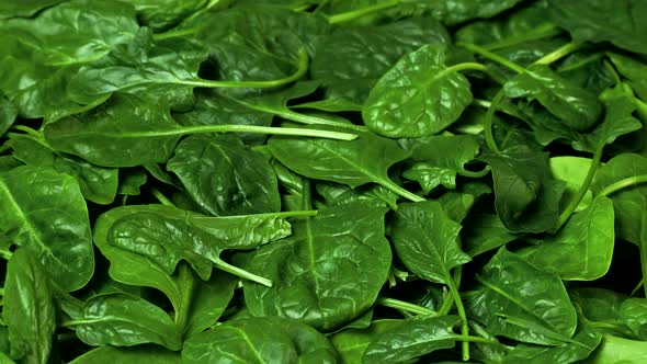 Green Spinach Leaves Greens Rotating Background Fresh Organic Spinach