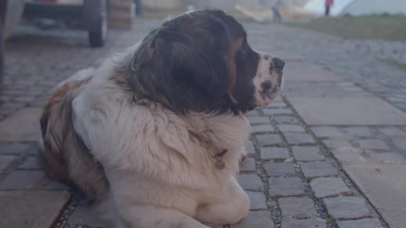 Large Dog is Tired alt