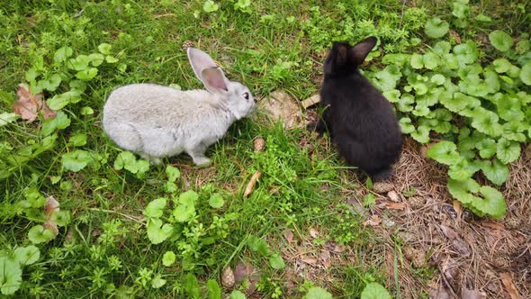 Small Home Rabbits