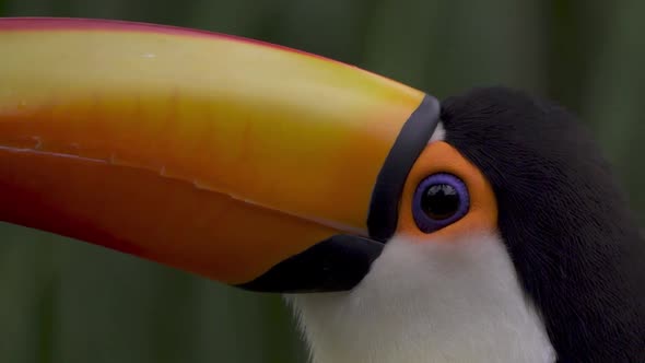 Extreme close up of a common toucan eye and beak against a blurry background alt