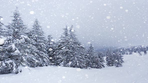 Beautiful Fluffy Snow on Tree Branches. Snow Falls Beautifully From the Spruce Branches. Winter