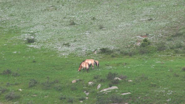 Wild Przewalski's Horses in Natural Habitat in The Meadow of Mongolia alt