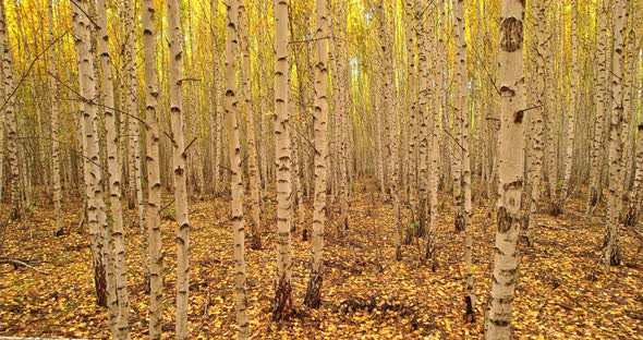 Birch Forest In Autumn alt