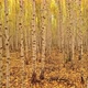 Birch Forest In Autumn - VideoHive Item for Sale