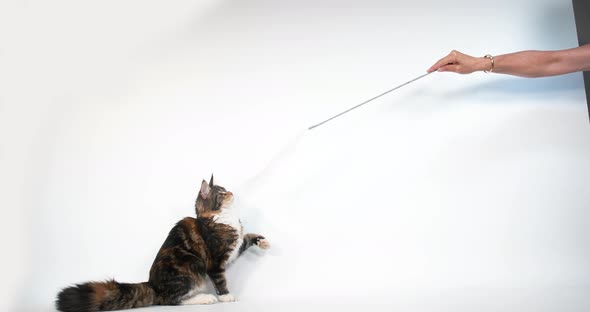 Brown Tortie Blotched Tabby and White Maine Coon Domestic Cat, Female playing alt