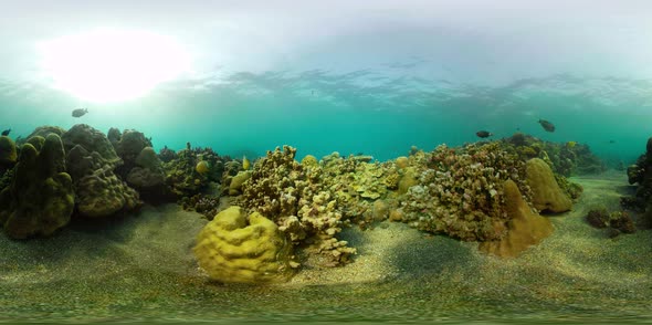 Coral Reef and Tropical Fish Vr360 alt