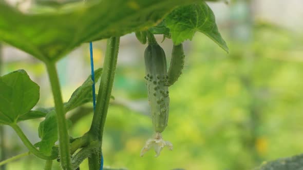 Cucumber growing in the vegetable garden