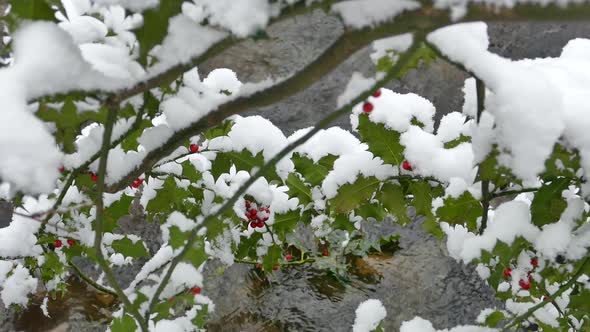 Snowy River in Winter Forest V alt