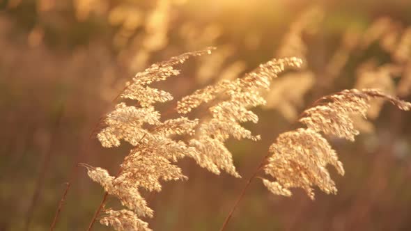 Fluffy Grass at Sunset Trembles in the Wind