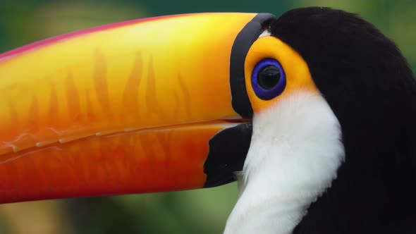 Exotic Toco Toucan Bird alt