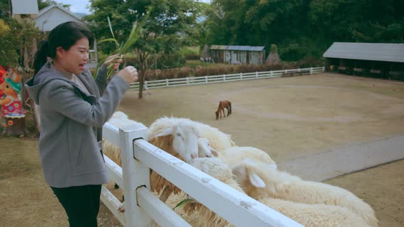 asian attractive female traveller hand use smartphone to capture funny moment of lambs
