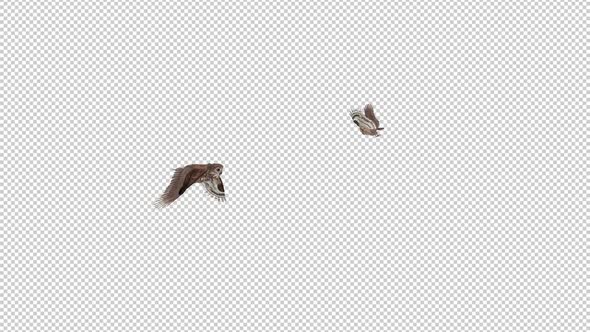 Spotted Owl - Pair Flying Around - Transparent Loop
