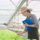 Asian young beautiful woman farmer work in vegetables hydroponic farm. - VideoHive Item for Sale
