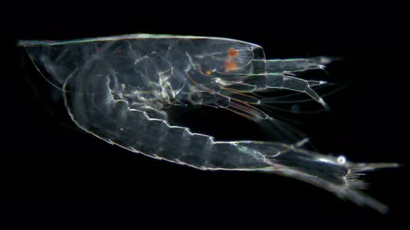 Crustacea larva Euphausiacea, at stage Calyptopis 3 under a microscope, of family Euphausiidae alt