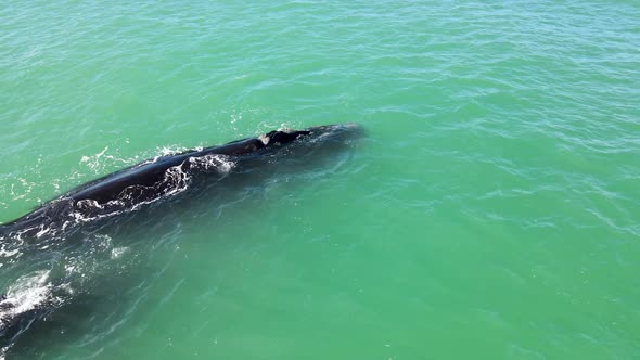 Aerial view of southern right whale close to beach, Western Cape, South Africa. alt