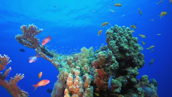 Underwater Fish Coral Garden alt