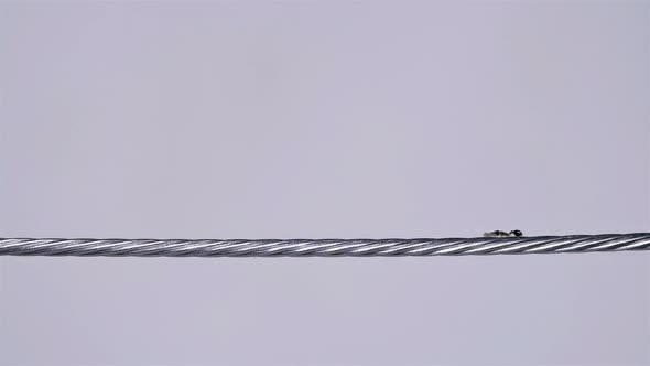 Ant of the Species Monomorium Floricola Runs Across a Metal Cable and Carries a Larva alt