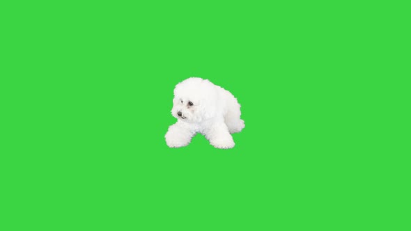 White Bichon Frise Lying and Then Standing on a Green Screen Chroma Key