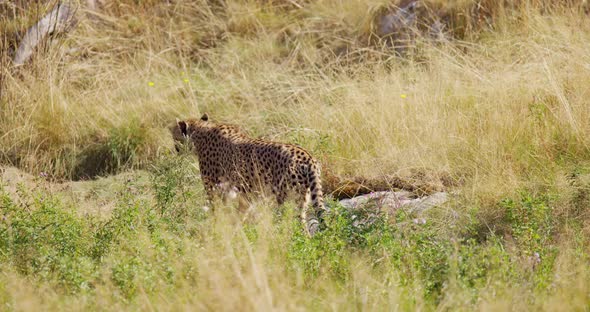 Large Cheetah Sneaking in the Grass and Looking for Enemies or Prey