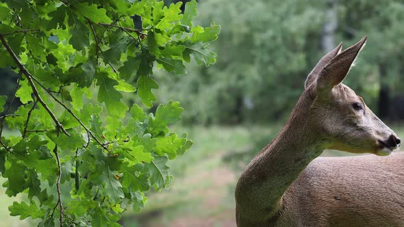 Roe deer eating acorns from the tree, Capreolus capreolus. Wild roe deer in nature. alt