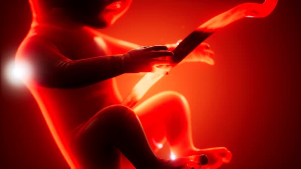 Medical 3d Animation of a Human Fetus alt