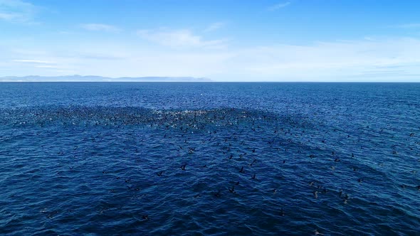 Aerial - Massive flock of cormorants in open ocean taking off flying, low flying drone alt