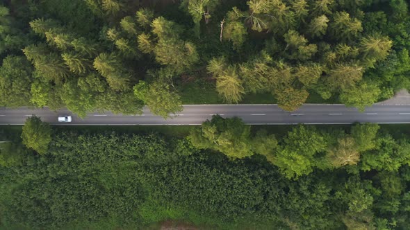 Drone footage: flying along a street at a wonderful green forest while cars passing by the road from alt