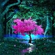 Pink Tree In Forest - VideoHive Item for Sale