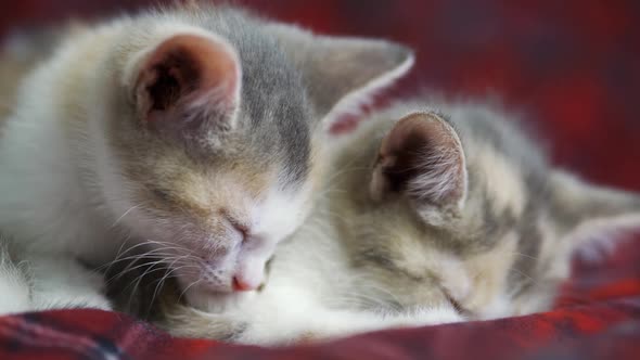 Cute Kittens with Big Ears are Sleeping on the Background of Twinkling New Year's Lights