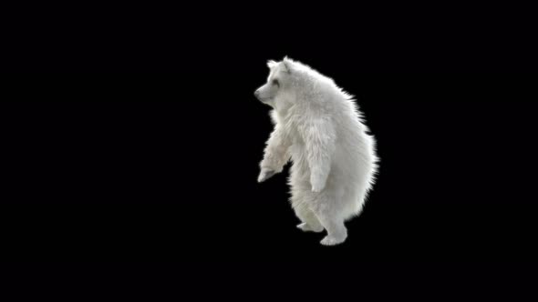 122 White Bear Dancing 4K alt